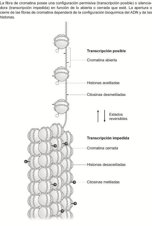 Figura 6 Epigeneticabis.jpg